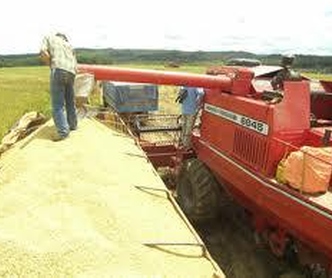 Após ameaça de greve, trabalhadores do arroz terão reajuste de 8,8%