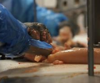 TRT/SC condena frigorífico em R$ 25 milhões para recuperar trabalhadores lesionados