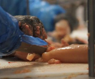 Denúncia: Deputado quer mutilar mais trabalhadores limitando intervalos nos frigoríficos 