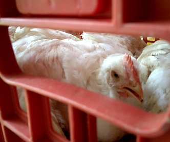 Conheça um dos piores empregos do país: Colocar o frango na caixa